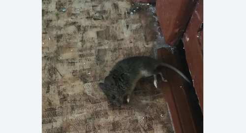 Дезинфекция от мышей в Московском