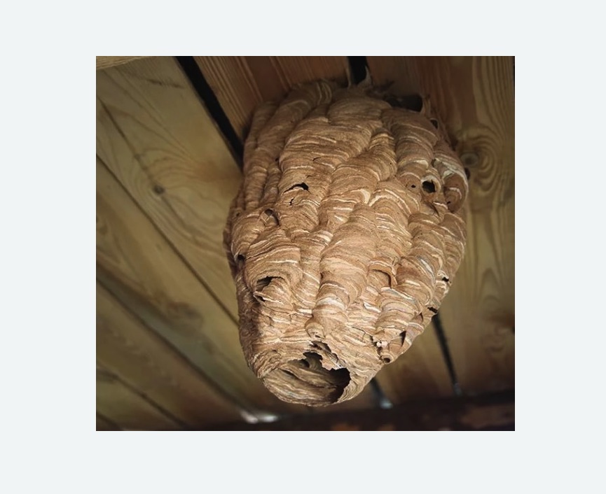 обработка от шершней в Московском