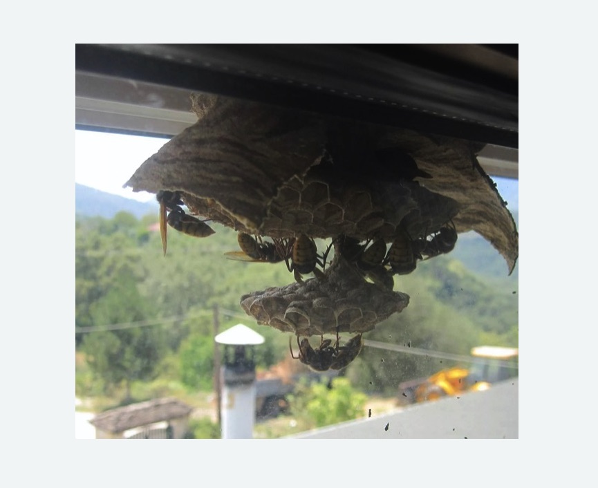 Уничтожение гнёзд шершней в Московском