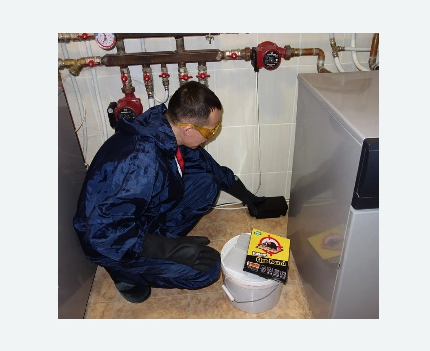 Уничтожение крыс в Московском