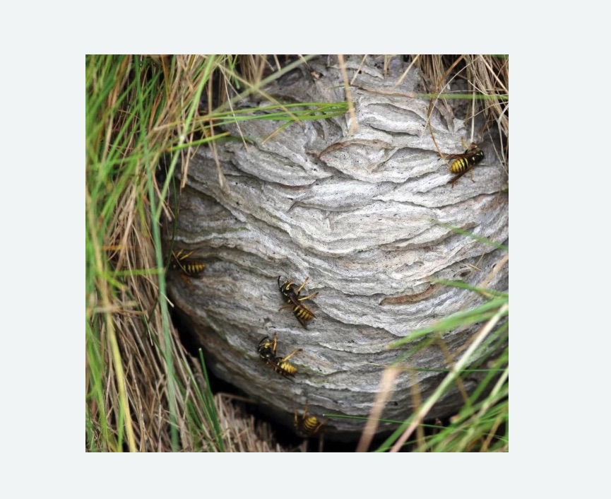 Уничтожение ос и ульев в Московском